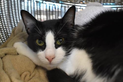 SUZIE - Domestic Short Hair available for adoption