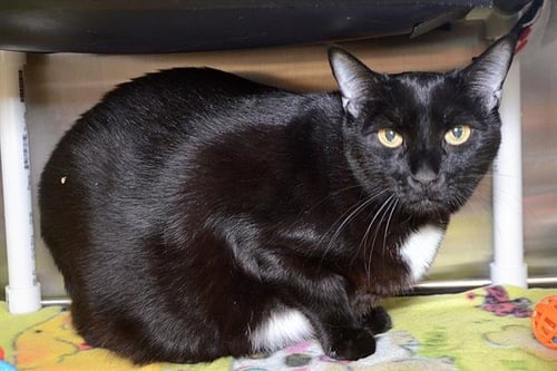 MEKA - Domestic Short Hair available for adoption