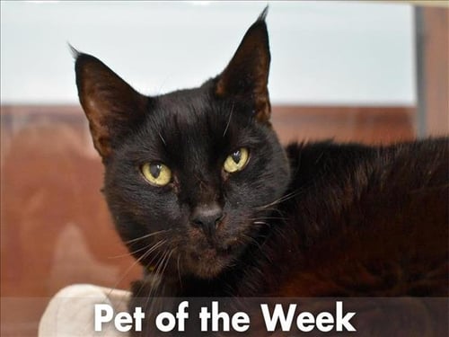 DEXTER - Domestic Short Hair available for adoption