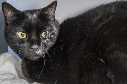 ETTORE - Domestic Short Hair available for adoption