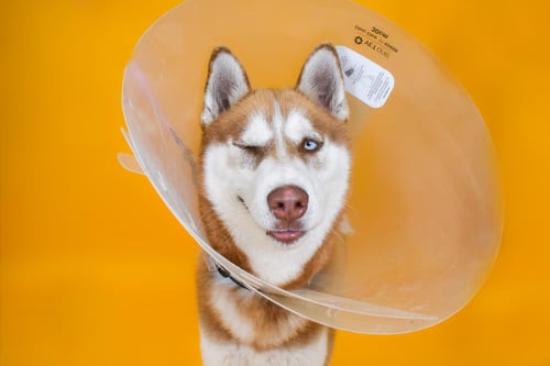 ROJO - Husky available for adoption