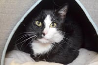 LOKI - Photo 1