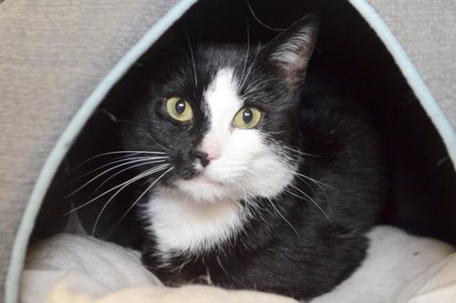 LOKI - Domestic Long Hair available for adoption
