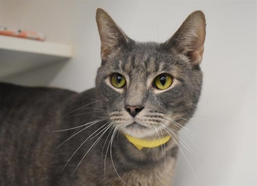 SQUIRTLE - Domestic Short Hair available for adoption