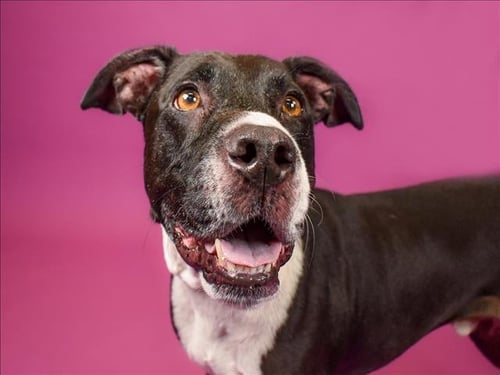JUSTON - Labrador Retriever available for adoption
