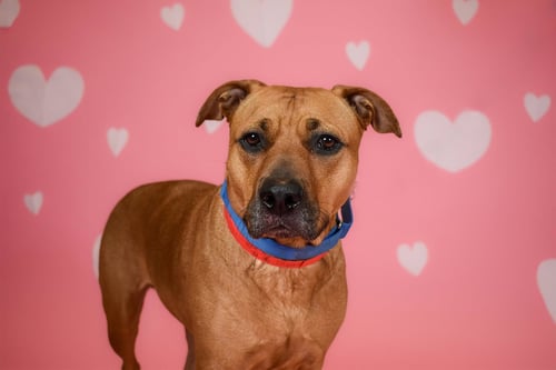 KOKO - American Bulldog available for adoption