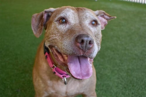 GOLDIE - American Bulldog available for adoption