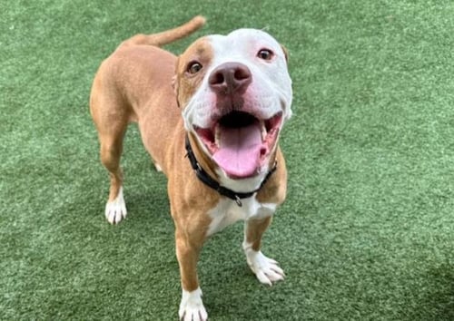 WINSTON - Pit Bull Terrier available for adoption