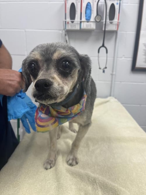 ANNIE - Yorkshire Terrier Yorkie available for adoption