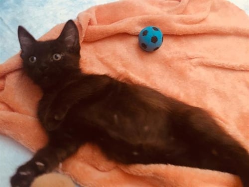 CHUGS - Domestic Short Hair available for adoption