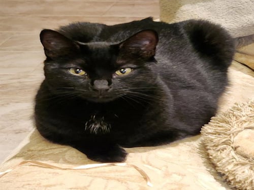MIKA - Domestic Short Hair available for adoption