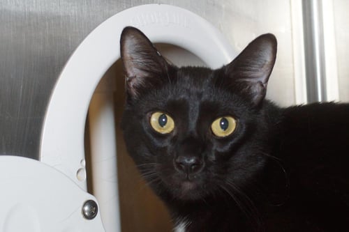 SPOOKY - Domestic Short Hair available for adoption