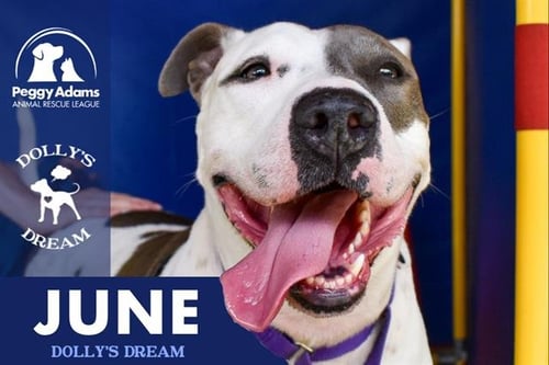 JUNE - American Bulldog available for adoption