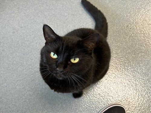 NAOMI - Domestic Short Hair available for adoption