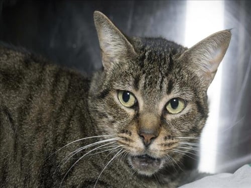 TRINA - Domestic Short Hair available for adoption