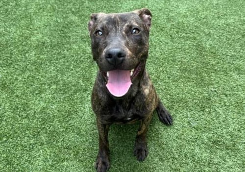 MIAMI - Labrador Retriever available for adoption
