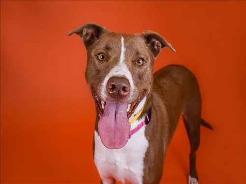 NALA - Pit Bull Terrier available for adoption