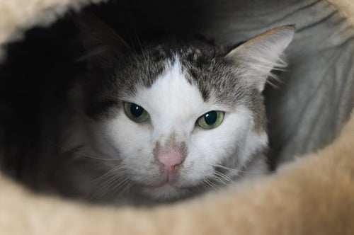 VINNY - Domestic Medium Hair available for adoption
