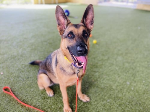 SASHA - German Shepherd Dog available for adoption