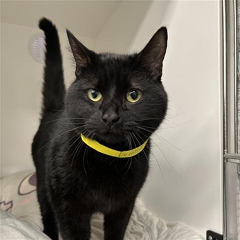 MIDNIGHT - Domestic Short Hair available for adoption