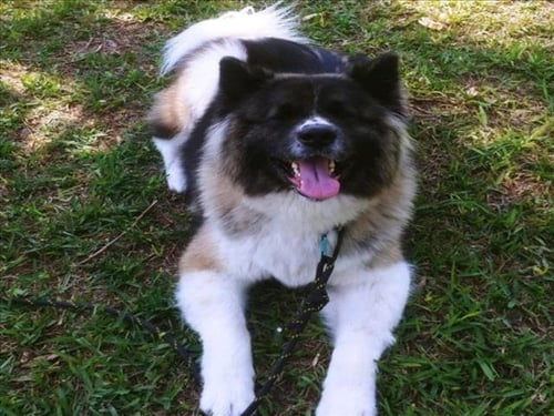 ZOEY - Akita available for adoption