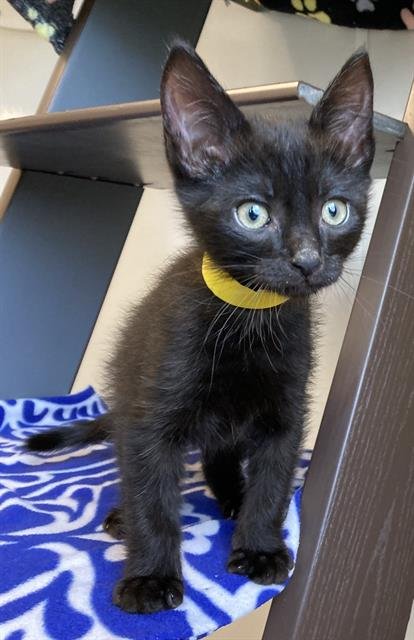 WASABI - Domestic Short Hair available for adoption