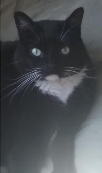 BODO - Domestic Short Hair available for adoption