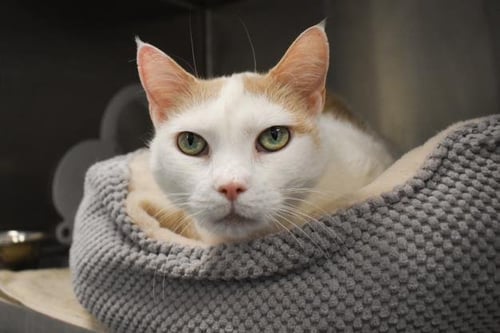 DAISY - Domestic Short Hair available for adoption