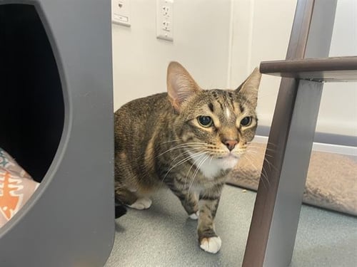YUKA - Domestic Short Hair available for adoption