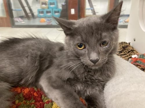 SHERLOCK - Domestic Medium Hair available for adoption