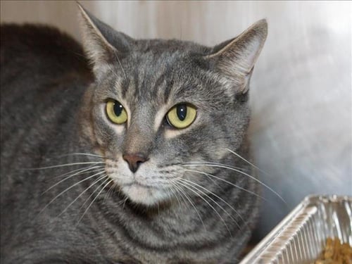 MAYNARD - Domestic Short Hair available for adoption