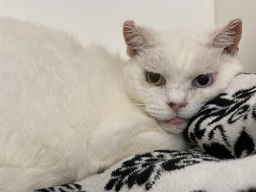 BELLA - Domestic Short Hair available for adoption