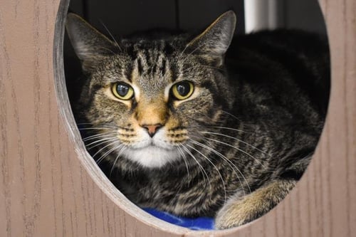 BIGS - Domestic Short Hair available for adoption