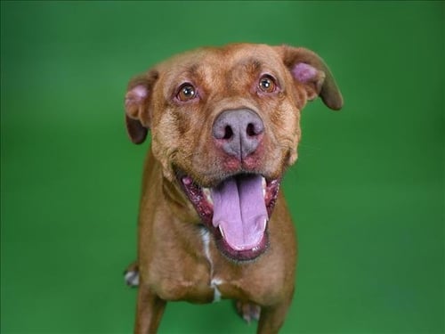 JASMINE - Labrador Retriever available for adoption