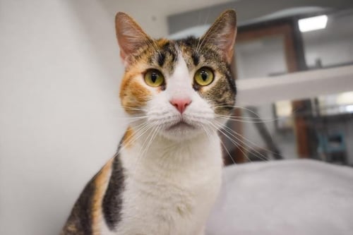 COOKIE - Domestic Short Hair available for adoption