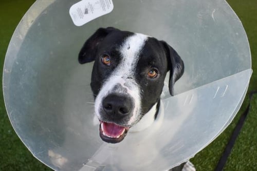LUCAS - American Bulldog available for adoption