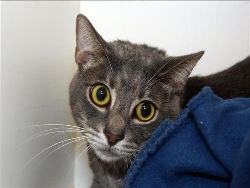 TRISTAN - Domestic Short Hair available for adoption