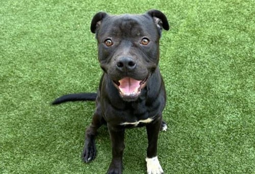 VALSPAR - Pit Bull Terrier available for adoption