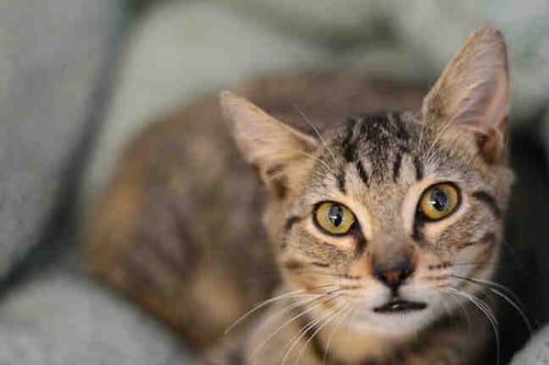 GEROME - Domestic Short Hair available for adoption