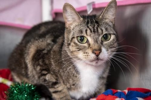 MARGO - Domestic Short Hair available for adoption