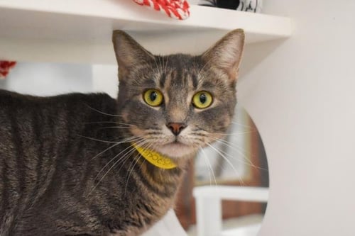 SILVER MOON - Domestic Short Hair available for adoption