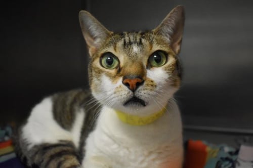 FELIX - Domestic Short Hair available for adoption