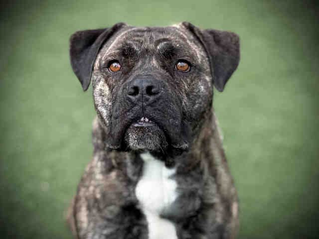 SPYRO - Pit Bull Terrier available for adoption