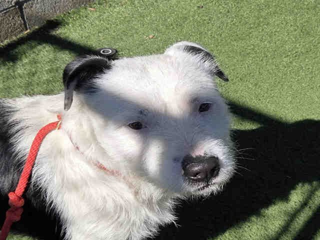 SNOOPY - Terrier / Pit Bull Terrier available for adoption