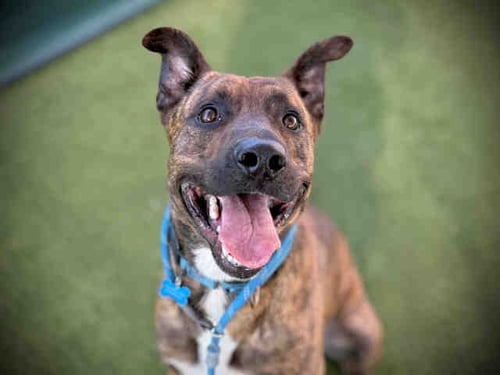 LUKA - Pit Bull Terrier for adoption in Oceanside