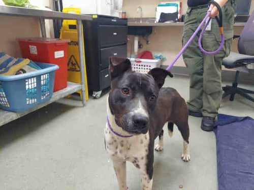 TONY - Pit Bull Terrier for adoption in Oceanside