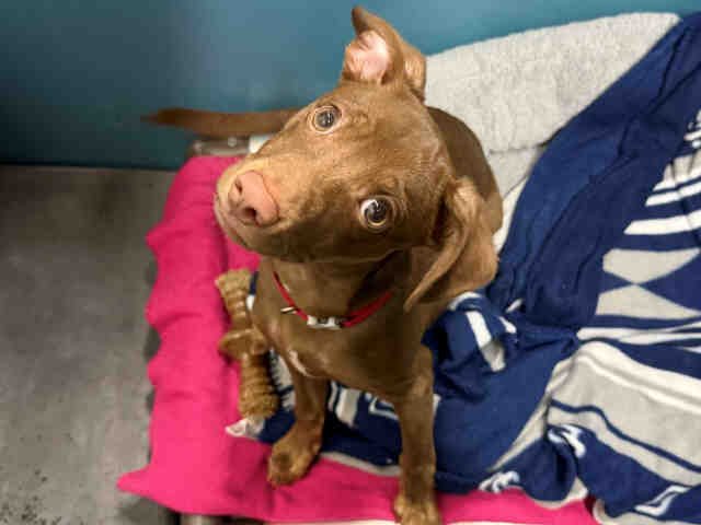 A1947081 - Terrier available for adoption