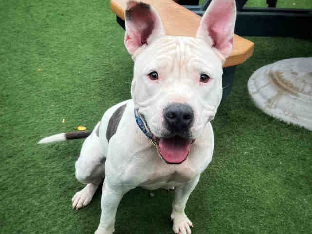 GISELE - Pit Bull Terrier available for adoption