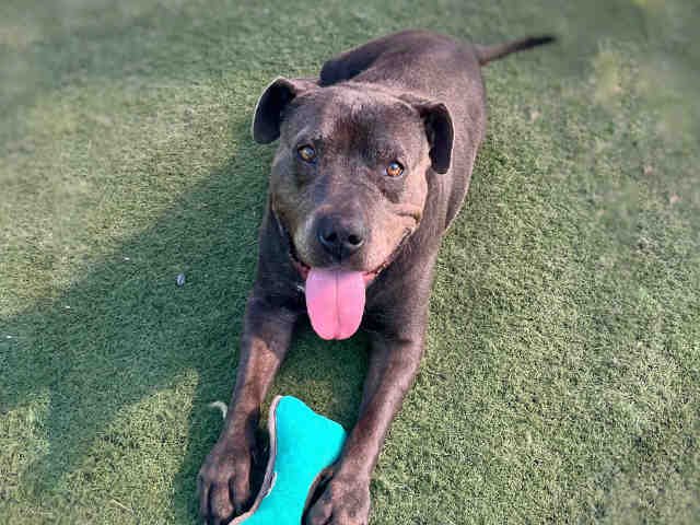 KALI - Pit Bull Terrier available for adoption