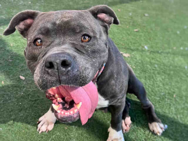 LITTLE ONE - Pit Bull Terrier available for adoption